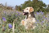 GOLDEN RETRIEVER 154